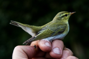 Wood warbler by Ian Fisher