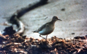 Buff-breasted sandpiper, 1982, by Jem Holding