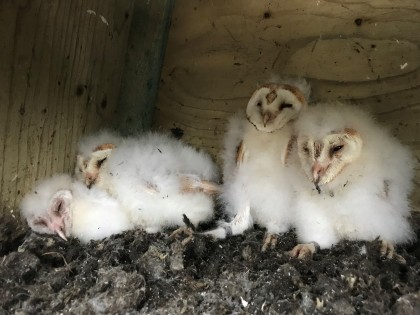 Chicks in a nest box
