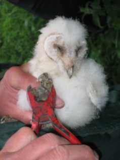 A chick being ringed