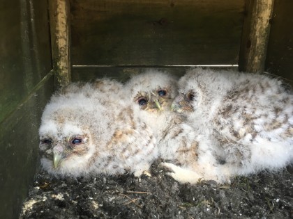 Tawny owl chicks in a nest box